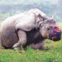 Le massacre des rhinocéros s'accélère en Afrique du Sud