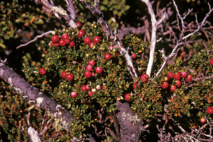 Délices sauvages d’Ushuaia