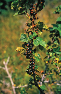 Délices sauvages d’Ushuaia Délices sauvages d’Ushuaia