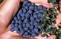 Délices sauvages d’Ushuaia