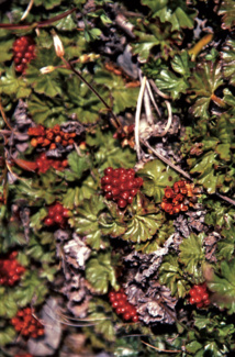 Délices sauvages d’Ushuaia Délices sauvages d’Ushuaia