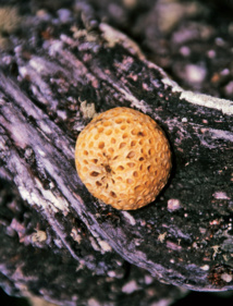 Délices sauvages d’Ushuaia Délices sauvages d’Ushuaia