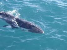 Matairea, le baleineau de Huahine est mort