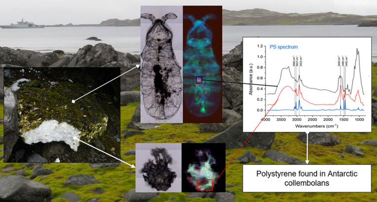 Du microplastique découvert dans l'écosystème terrestre de l'Antarctique Du microplastique découvert dans l'écosystème terrestre de l'Antarctique