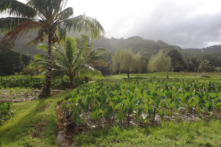 A Rurutu, la crise relance l'agriculture A Rurutu, la crise relance l'agriculture
