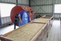 A Rurutu, la crise relance l'agriculture A Rurutu, la crise relance l'agriculture