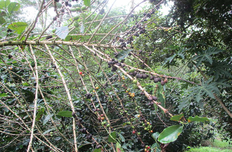 A Rurutu, la crise relance l'agriculture A Rurutu, la crise relance l'agriculture