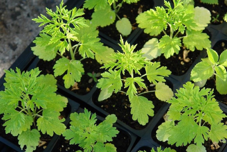 Le Pays autorise l'importation de l'Armoise annuelle Le Pays autorise l'importation de l'Armoise annuelle