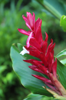 Les trésors cachés des Zingibéracées... (1ère partie) Les trésors cachés des Zingibéracées... (1ère partie)