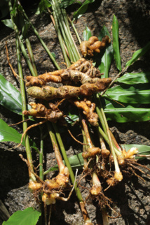 Les trésors cachés des Zingibéracées... (1ère partie) Les trésors cachés des Zingibéracées... (1ère partie)