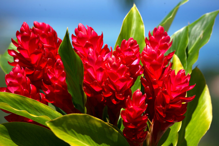Les trésors cachés des Zingibéracées... (1ère partie) Les trésors cachés des Zingibéracées... (1ère partie)