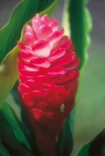 Les trésors cachés des Zingibéracées... (1ère partie) Les trésors cachés des Zingibéracées... (1ère partie)