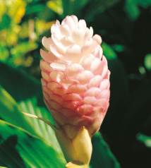 Les trésors cachés des Zingibéracées... (1ère partie) Les trésors cachés des Zingibéracées... (1ère partie)