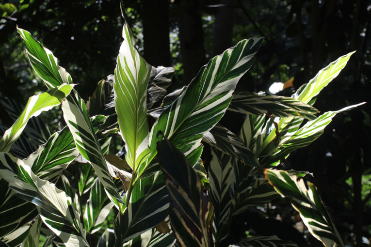 Les trésors cachés des Zingibéracées... (1ère partie) Les trésors cachés des Zingibéracées... (1ère partie)