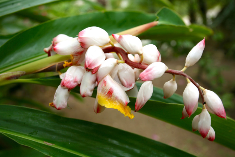 Les trésors cachés des Zingibéracées... (1ère partie) Les trésors cachés des Zingibéracées... (1ère partie)