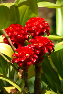 Les trésors cachés des Zingibéracées... (1ère partie) Les trésors cachés des Zingibéracées... (1ère partie)