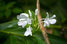 Les trésors cachés des Zingibéracées... (1ère partie) Les trésors cachés des Zingibéracées... (1ère partie)