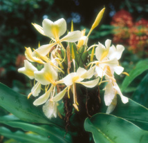 Les trésors cachés des Zingibéracées... (1ère partie) Les trésors cachés des Zingibéracées... (1ère partie)