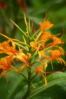 Les trésors cachés des Zingibéracées... (1ère partie) Les trésors cachés des Zingibéracées... (1ère partie)