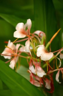 Les trésors cachés des Zingibéracées... (1ère partie) Les trésors cachés des Zingibéracées... (1ère partie)