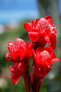 Les trésors cachés des Zingibéracées... (1ère partie) Les trésors cachés des Zingibéracées... (1ère partie)