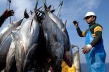 ONG: les scientifiques défendent un maintien des quotas sur les thons rouges