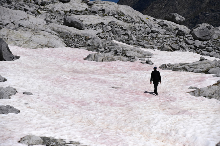La mystérieuse neige rose d'un glacier des Alpes italiennes La mystérieuse neige rose d'un glacier des Alpes italiennes
