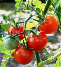 Manger des tomates réduirait le risque d'attaque cérébrale, selon une étude