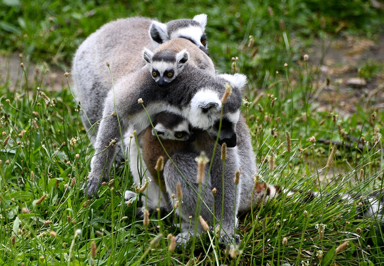 Alerte rouge pour les lémuriens, le grand hamster ou la baleine franche Alerte rouge pour les lémuriens, le grand hamster ou la baleine franche