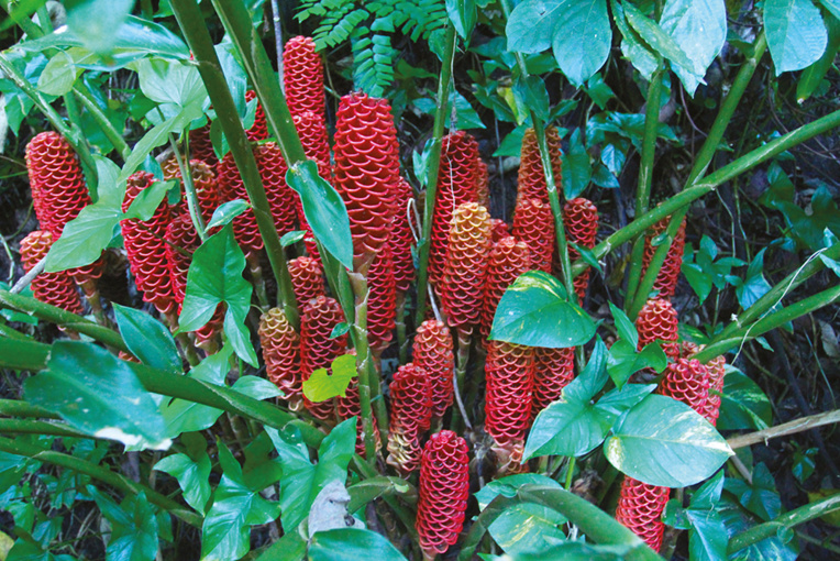 Belles et bonnes Zingibéracées... (2e partie) Belles et bonnes Zingibéracées... (2e partie)