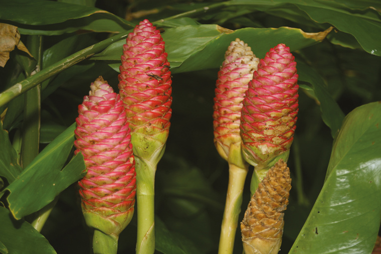 Belles et bonnes Zingibéracées... (2e partie) Belles et bonnes Zingibéracées... (2e partie)