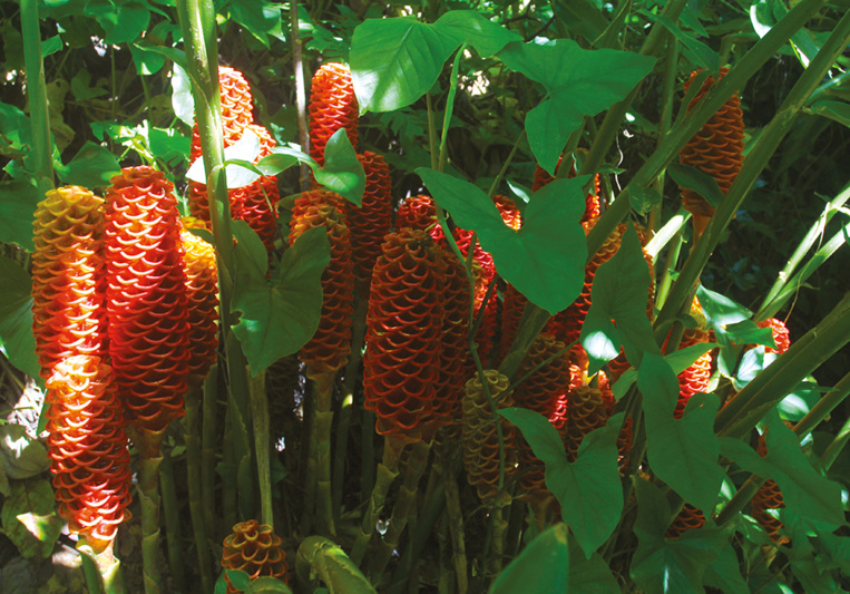 Belles et bonnes Zingibéracées... (2e partie) Belles et bonnes Zingibéracées... (2e partie)