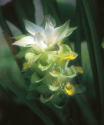 Belles et bonnes Zingibéracées... (2e partie) Belles et bonnes Zingibéracées... (2e partie)