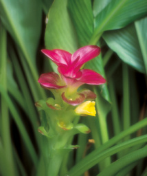 Belles et bonnes Zingibéracées... (2e partie) Belles et bonnes Zingibéracées... (2e partie)