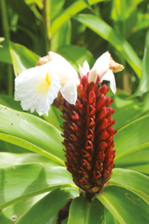 Belles et bonnes Zingibéracées... (2e partie) Belles et bonnes Zingibéracées... (2e partie)