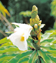 Belles et bonnes Zingibéracées... (2e partie) Belles et bonnes Zingibéracées... (2e partie)