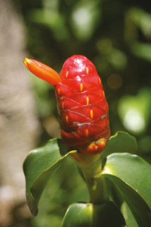 Belles et bonnes Zingibéracées... (2e partie) Belles et bonnes Zingibéracées... (2e partie)