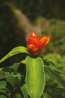 Belles et bonnes Zingibéracées... (2e partie) Belles et bonnes Zingibéracées... (2e partie)