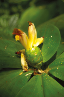 Belles et bonnes Zingibéracées... (2e partie) Belles et bonnes Zingibéracées... (2e partie)