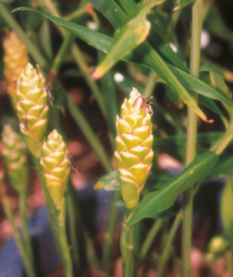 Belles et bonnes Zingibéracées... (2e partie) Belles et bonnes Zingibéracées... (2e partie)