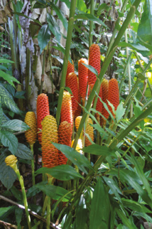 Belles et bonnes Zingibéracées... (2e partie) Belles et bonnes Zingibéracées... (2e partie)