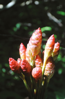 Belles et bonnes Zingibéracées... (2e partie) Belles et bonnes Zingibéracées... (2e partie)