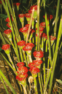 Belles et bonnes Zingibéracées... (2e partie) Belles et bonnes Zingibéracées... (2e partie)