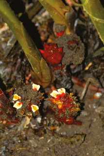 Belles et bonnes Zingibéracées... (2e partie) Belles et bonnes Zingibéracées... (2e partie)