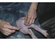 La fin de la castration des cochons, c'est pour demain en France
