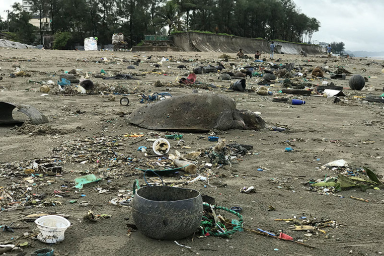 Bangladesh: course pour sauver des tortues prises dans une marée géante de plastiques