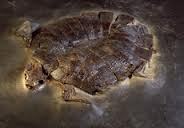 Le fossile de la plus ancienne tortue au monde a survécu à l'épreuve du temps