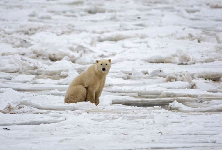 Réchauffement: vers l'extinction des ours polaires d'ici 2100, prévient une étude Réchauffement: vers l'extinction des ours polaires d'ici 2100, prévient une étude