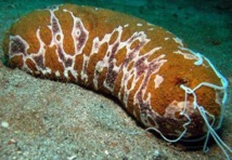 Les rori sauvés in extremis et a minima