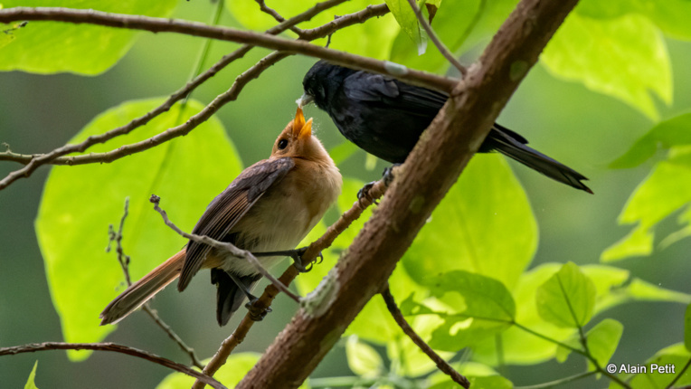 Un jeune Monarque (tout duveteux en jaune) réclame un insecte à grignoter à l'un de ses parents. Un jeune Monarque (tout duveteux en jaune) réclame un insecte à grignoter à l'un de ses parents.